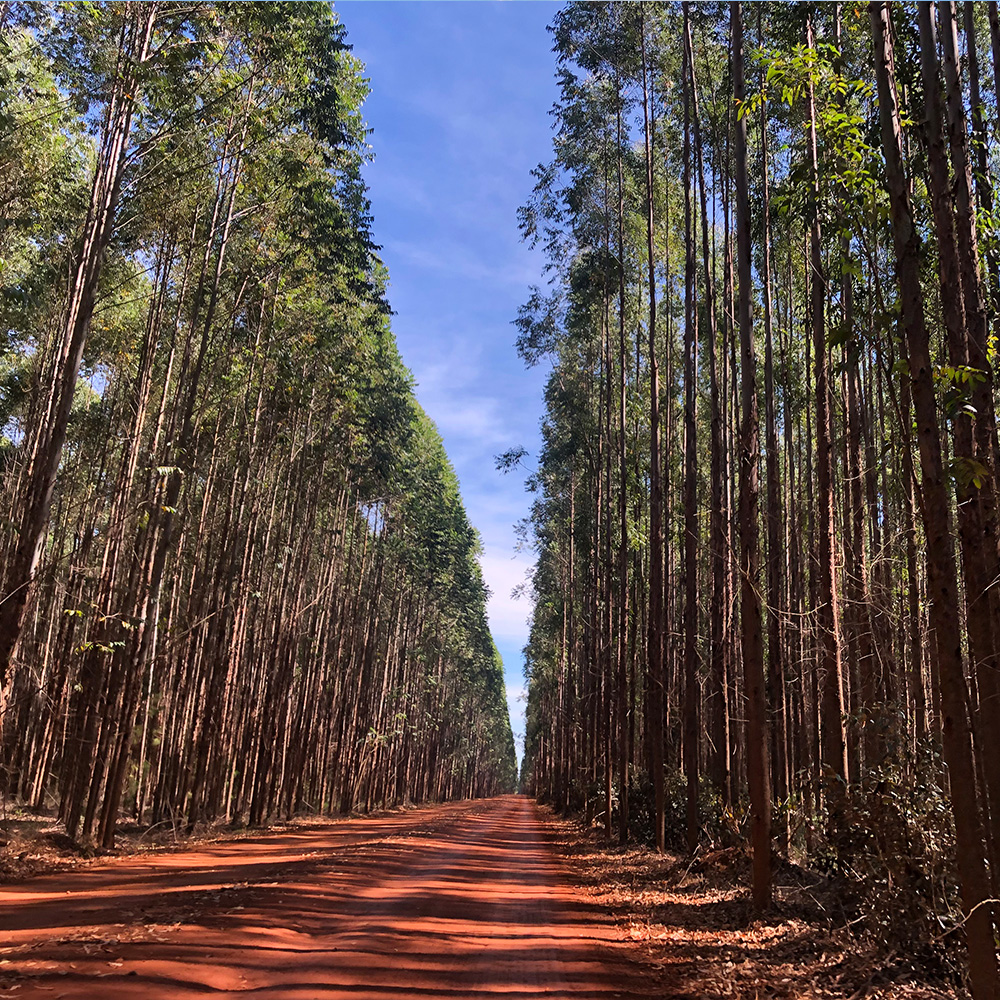 Eucalyptus plantation, Indianópolis (Brazil) (photo)