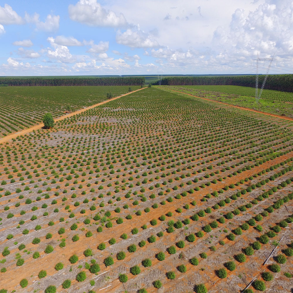 44,000 hectares of FSC®-certified forest currently make this our largest investment in the supply of sustainable raw materials, and this could expand to 70,000 hectares in the future. (photo)