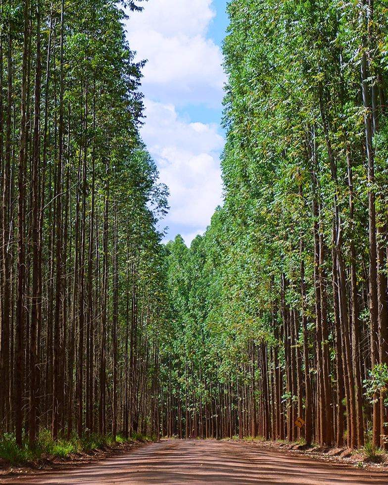  Waldlandschaft (Foto)