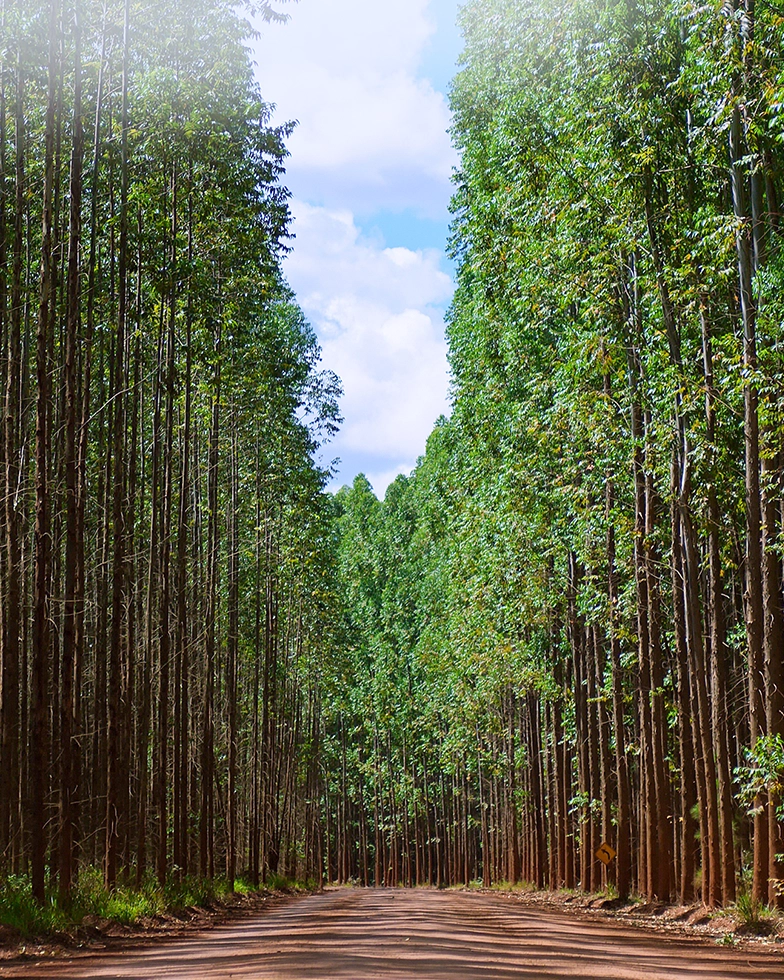 Waldlandschaft (Foto)