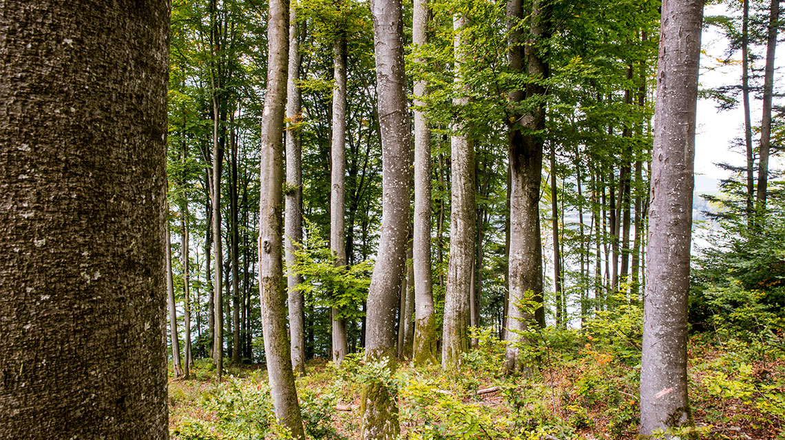 Sustainability - zertifizierte Wälder